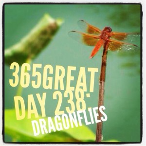 365great challenge day 238: dragonflies