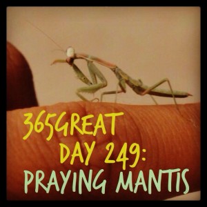 365great challenge day 249: praying mantis