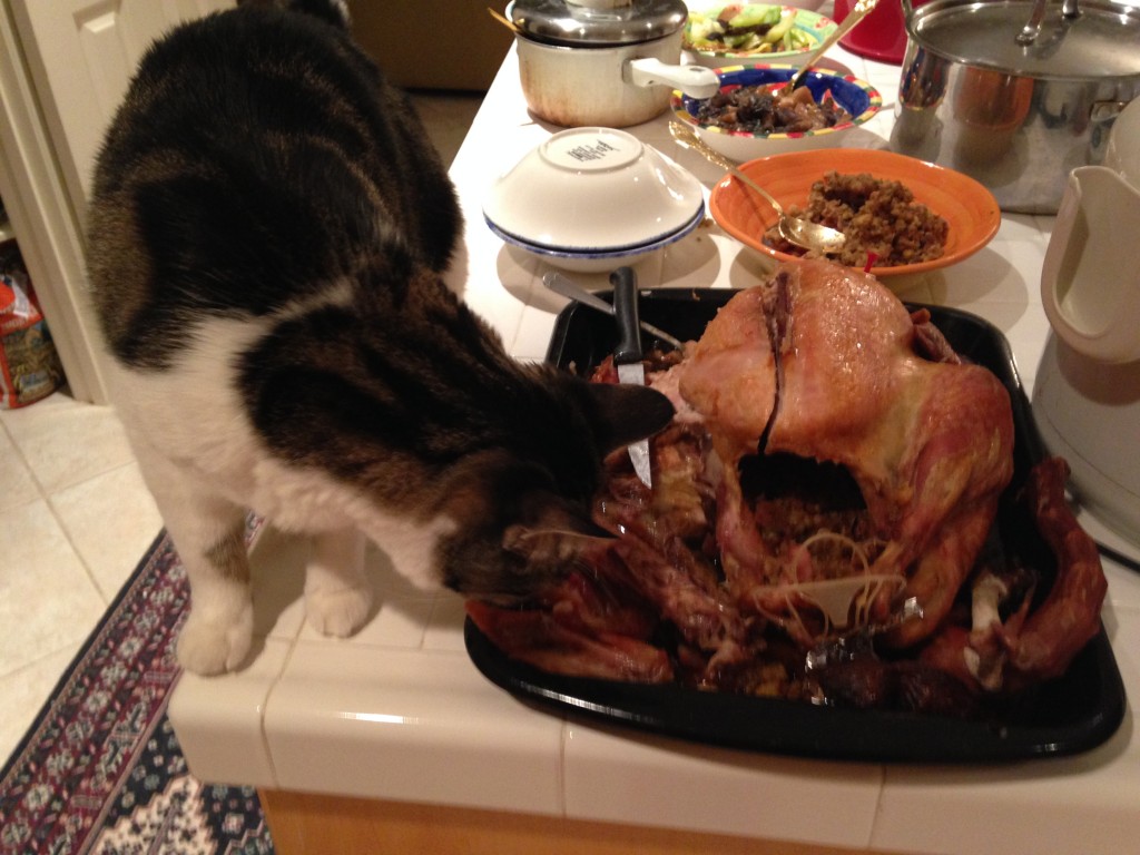 cat sneaking a taste of thanksgiving turkey