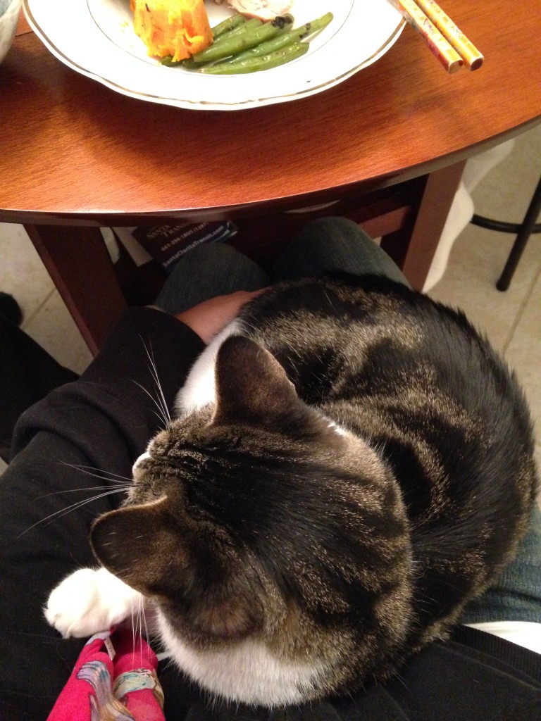 cat sitting on person's lap at dinner table