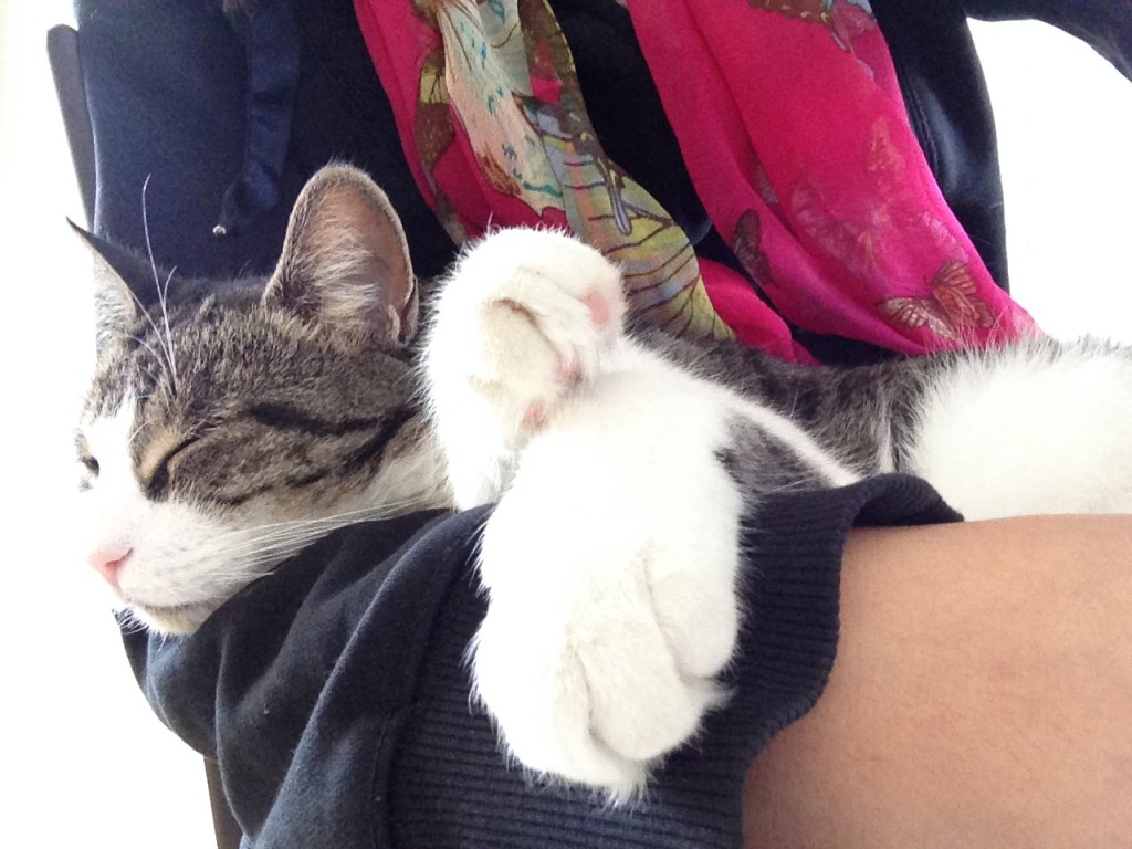 cat laying on person's arm sleeping