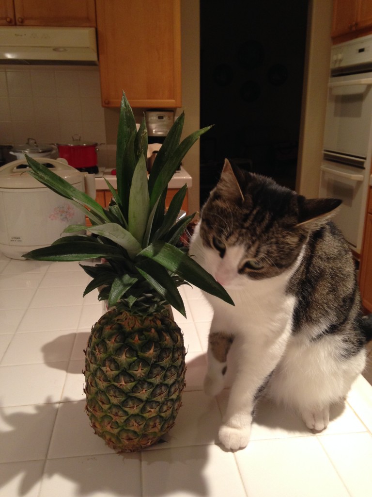 cat sniffing pineapple and rubbing teeth on leaves