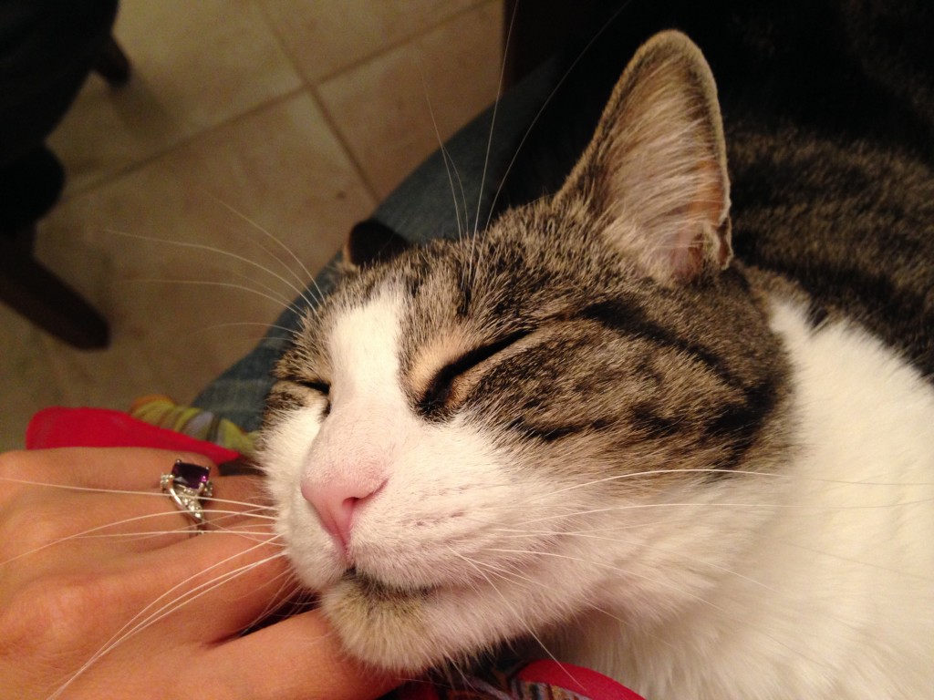scratching cat's chin