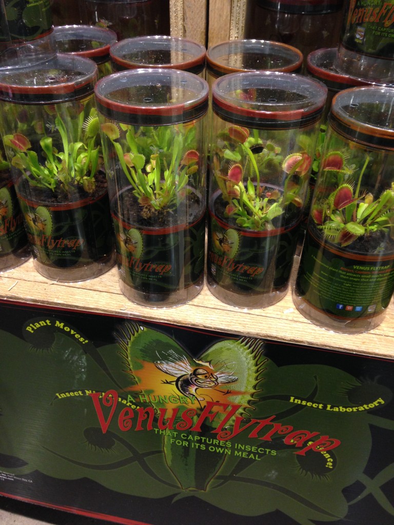 venus flytraps for sale at whole foods market