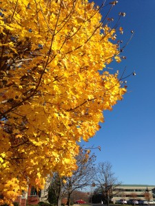 tree in fall with bright yellow leaves against blue sky