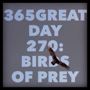 365great challenge day 270: birds of prey