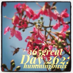 365great challenge day 262: hummingbirds