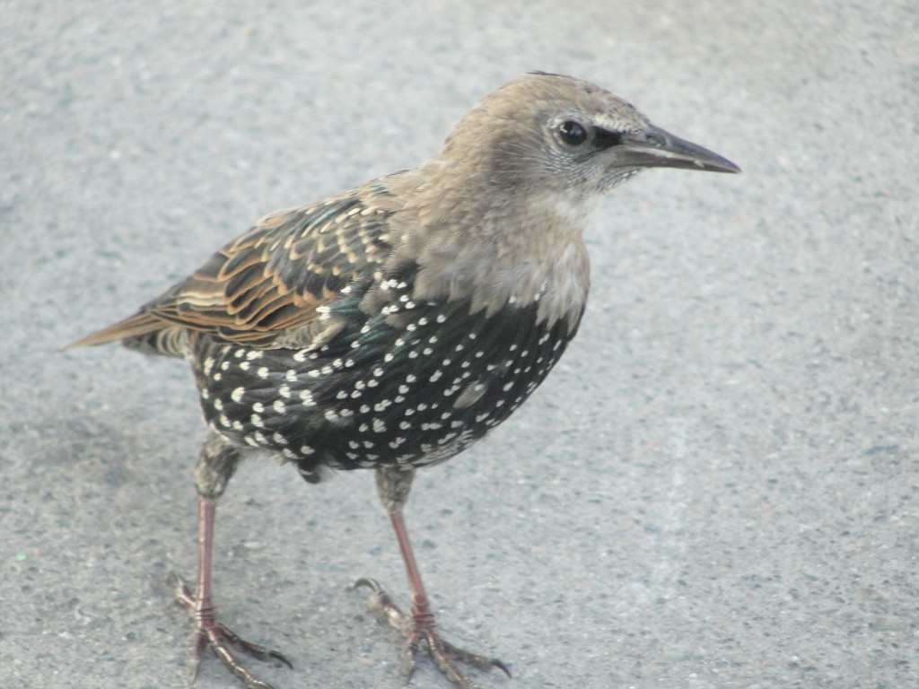 closeup of little brown bird with white specks