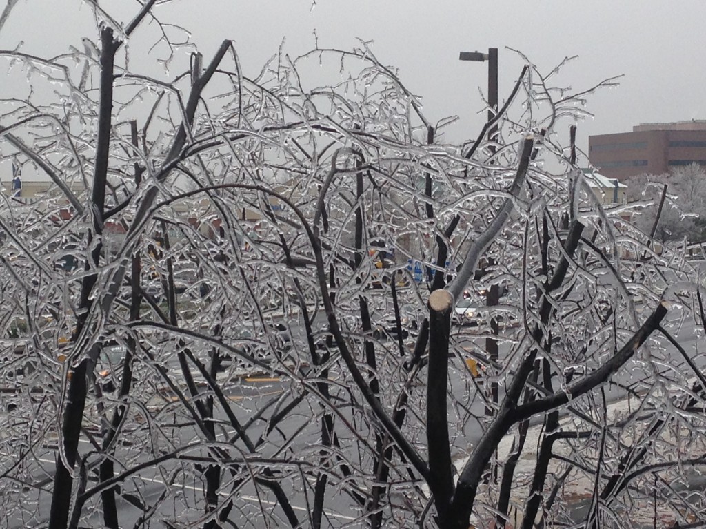 trees branches covered in layer of ice from winter storm