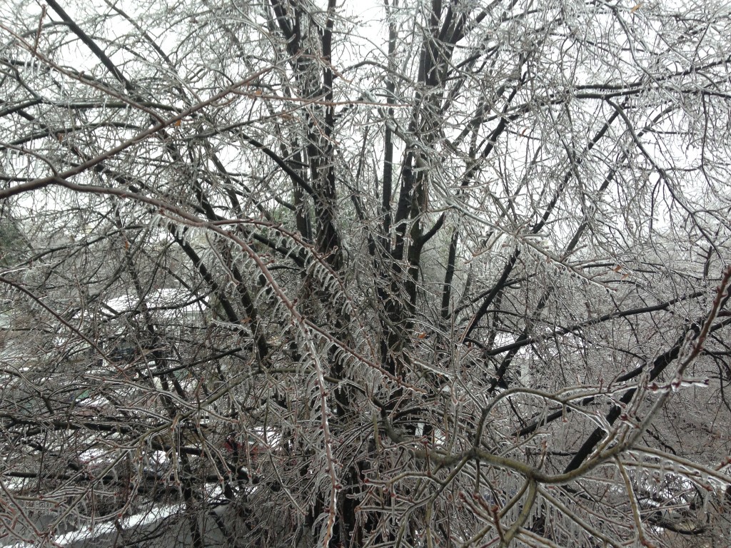 tree branches completely encased in layer of ice