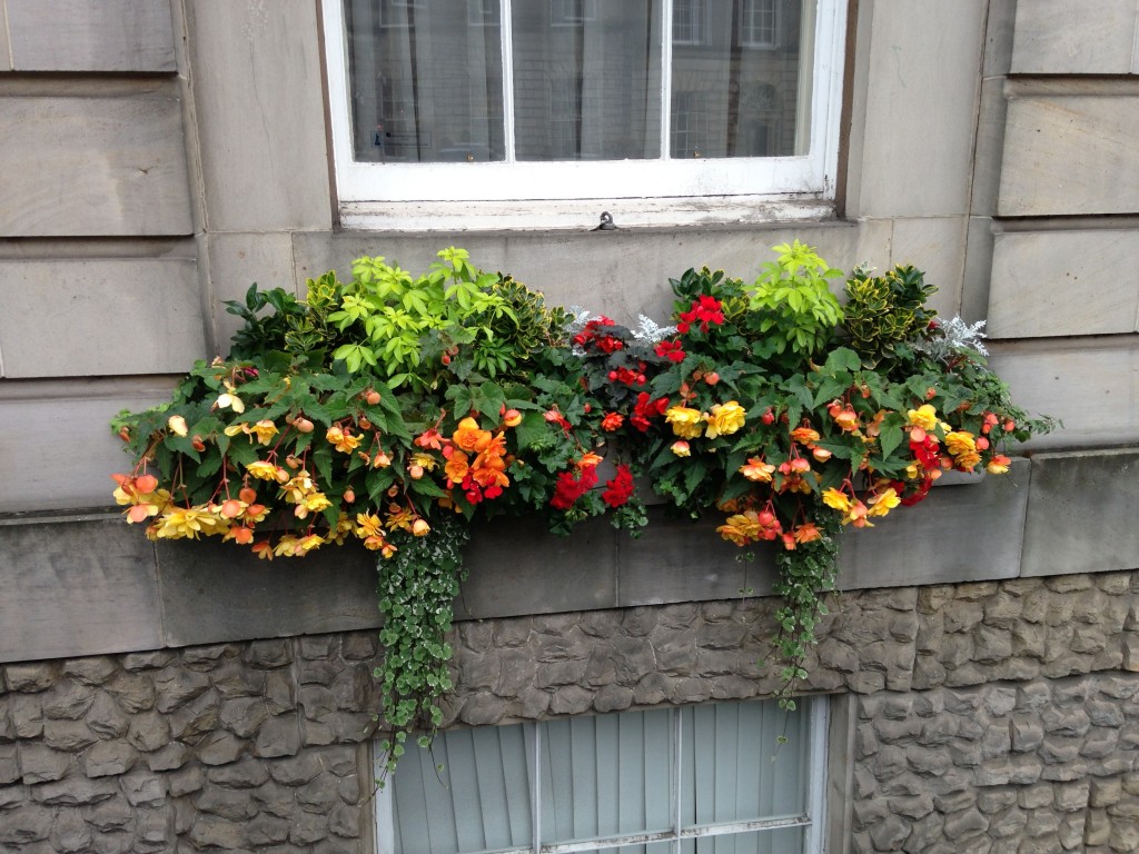 windowsill in edinburgh with bright flowers growing against dull walls