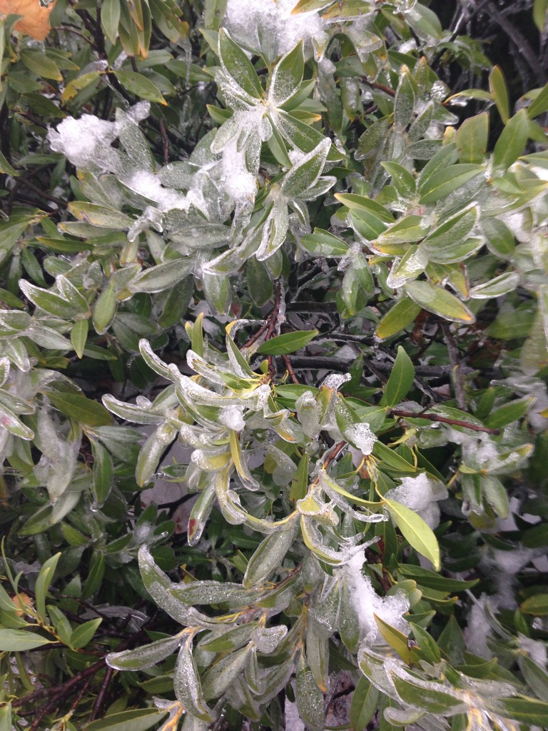 bush with all leaves iced over from winter storm