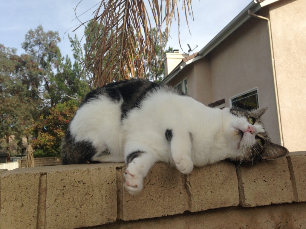 cat laying on top of brick wall