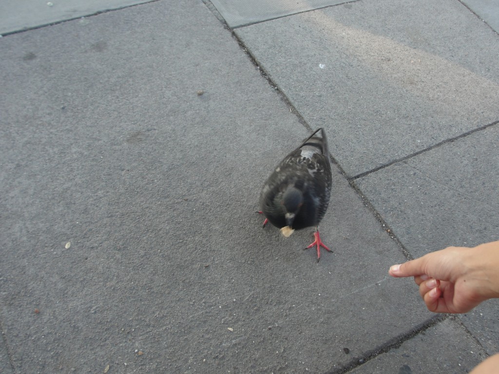 feeding a pigeon a piece of bread
