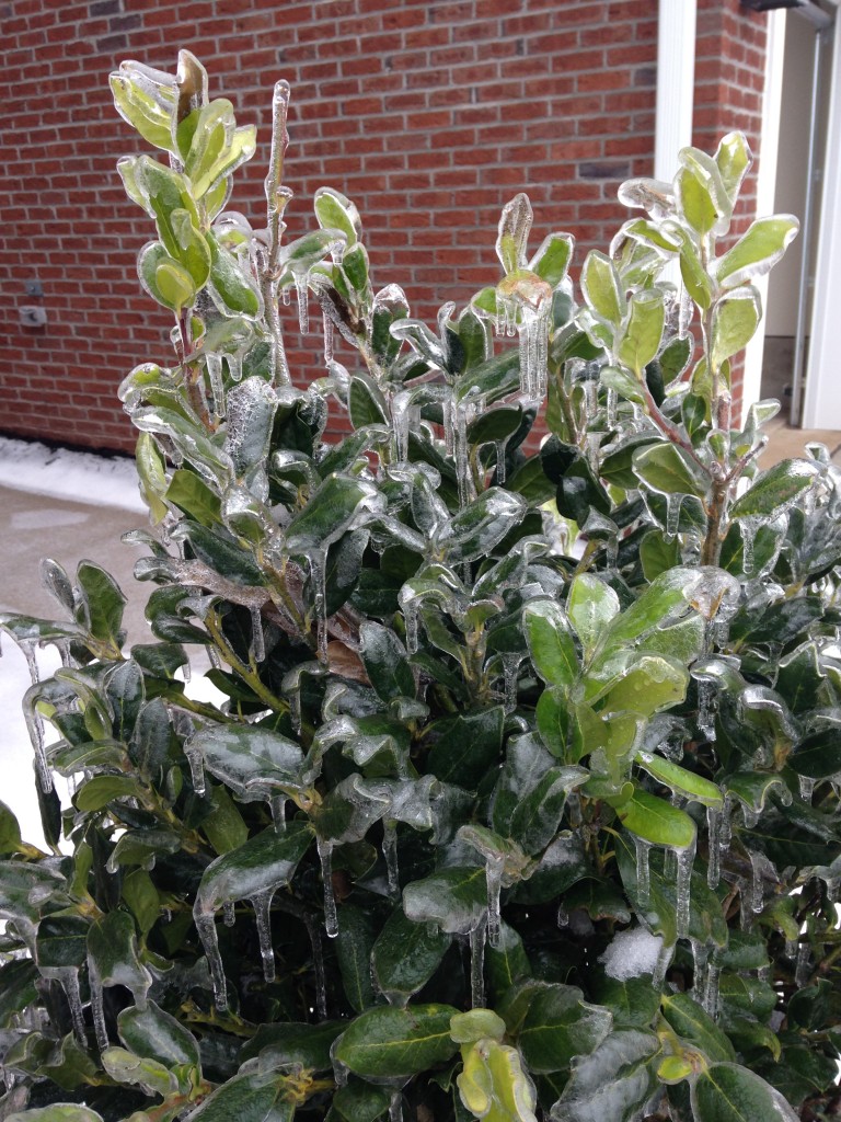 bush with leaves completely frozen over