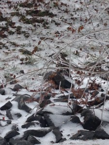 hawk sitting on rocks in snowy icy terrain behind iced over branches