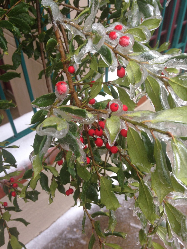 red berries and green leaves of plant covered in layer of ice
