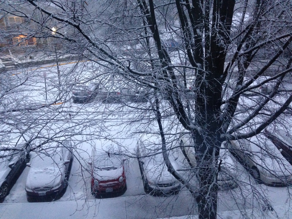 layer of snow covering all ground, cars, and trees