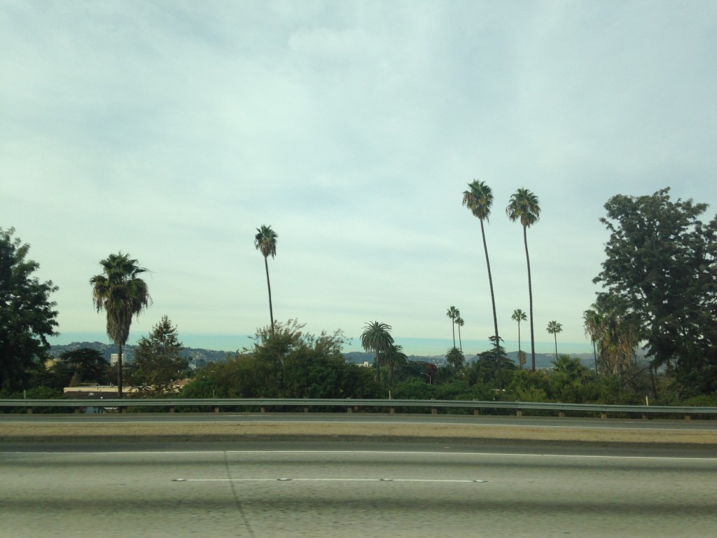 view from los angeles freeway of palm trees and clouds into distance