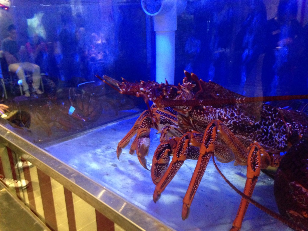 giant bright orange lobster in blue tank near normal lobsters at restaurant