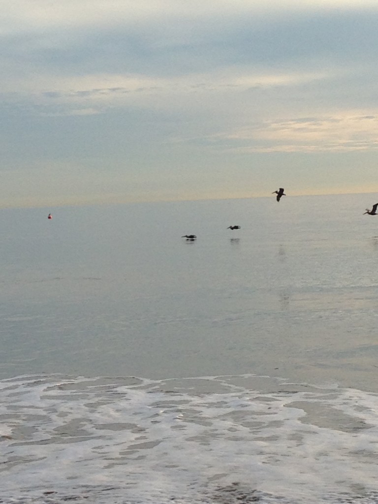 pelicans flying low over ocean by beach
