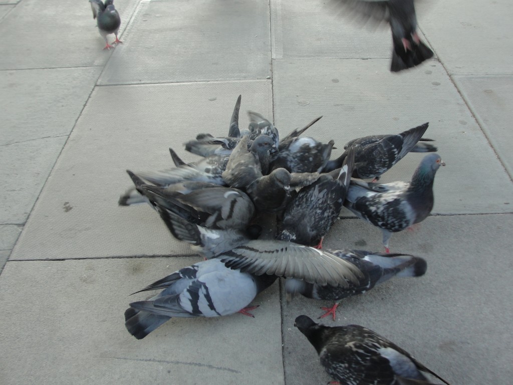 crowd of pigeons fighting over food