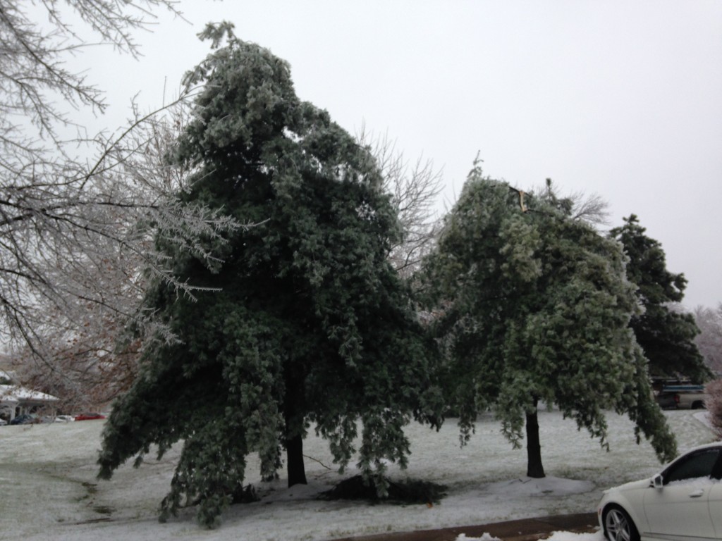 iced over pine trees with tops missing from breaking off due to the weight of the ice