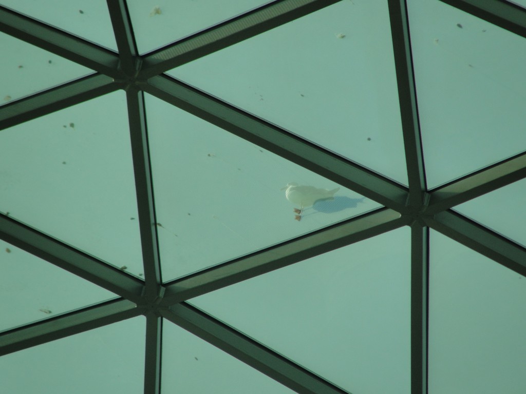 seagull standing atop dome seen through from inside british museum