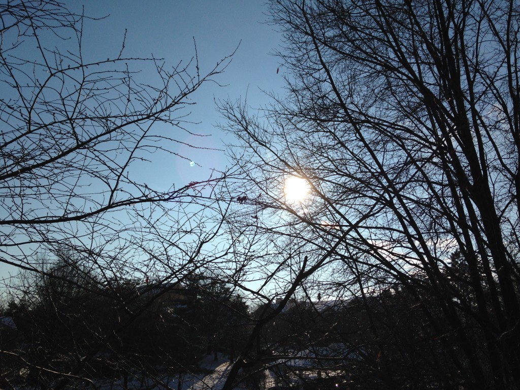 sun shining brightly through tree branches