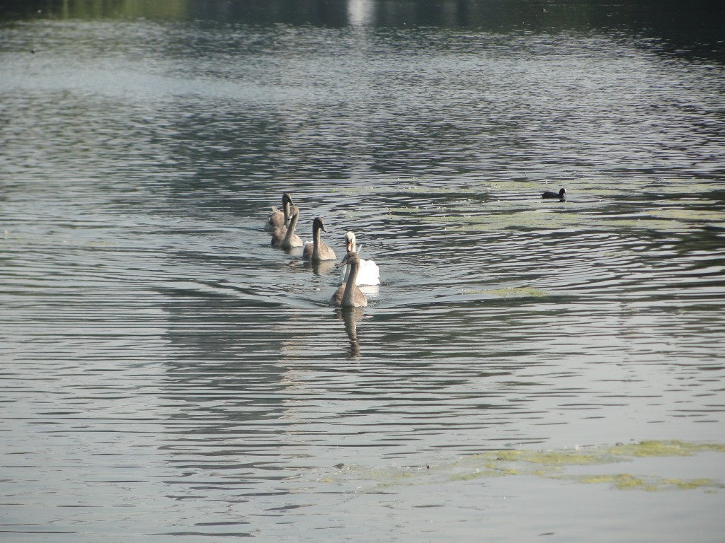 swan family swimming in single file line with four gray swans and one mature white swan