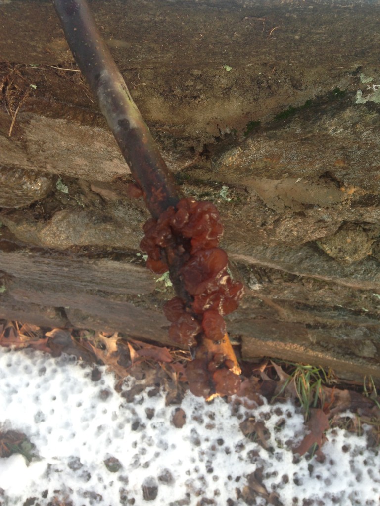 brown fungus growing on tree branch