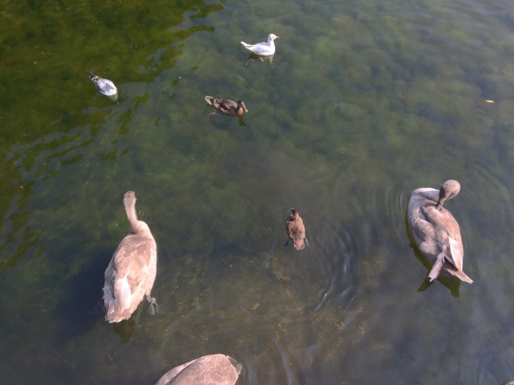 young gray swans with ducks and other birds