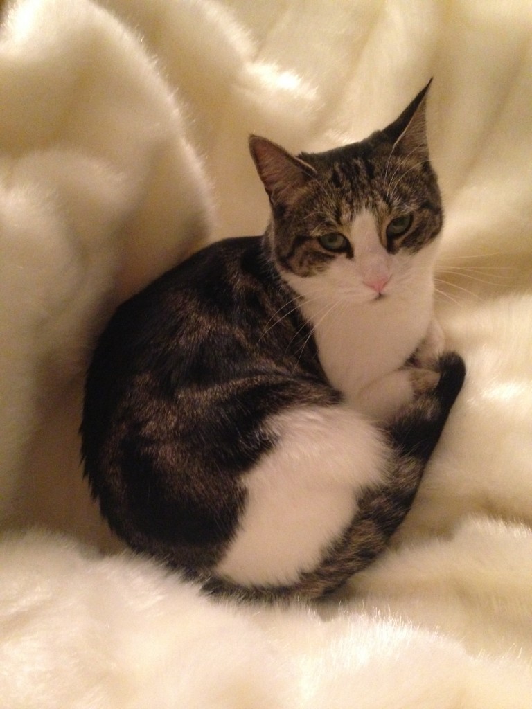 cat sitting pretty atop luxurious white furry blanket