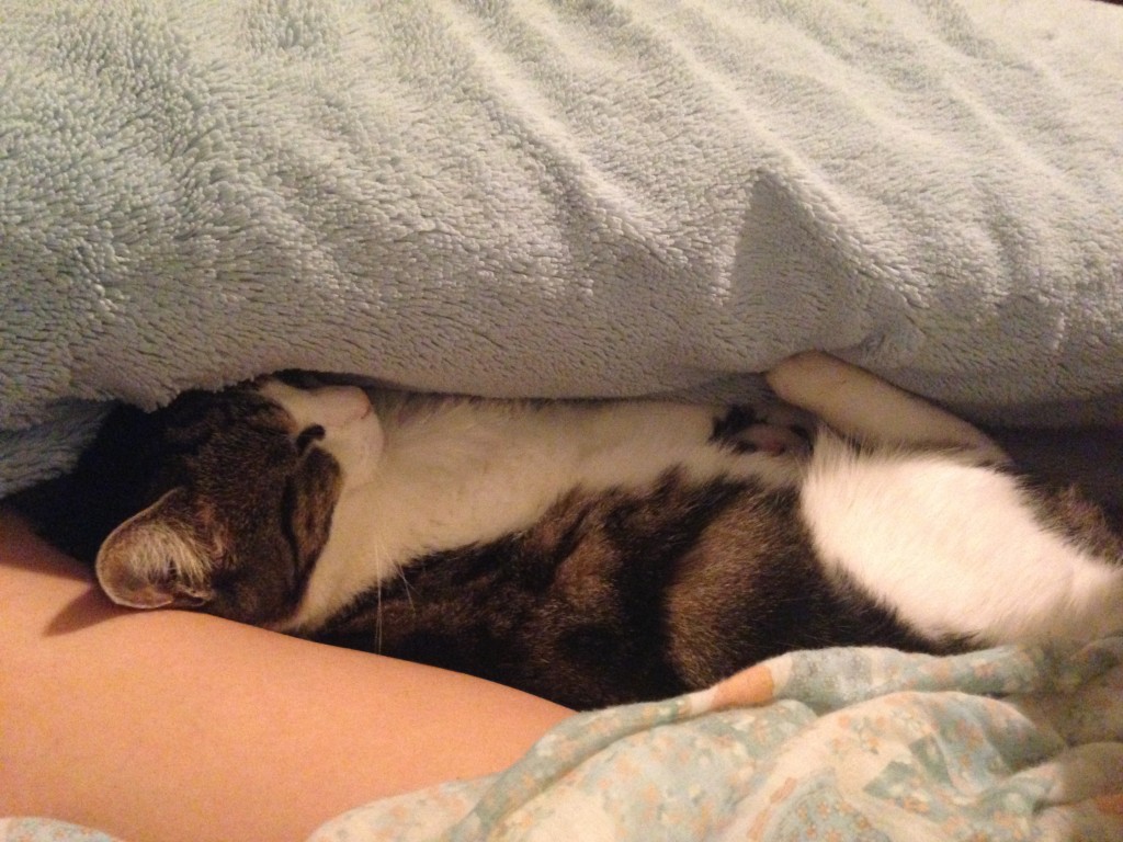 cat laying against leg underneath body pillow facing up