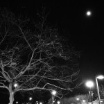 bare tree branches with moon shining bright in night sky