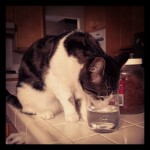 cat on kitchen counter drinking water from glass