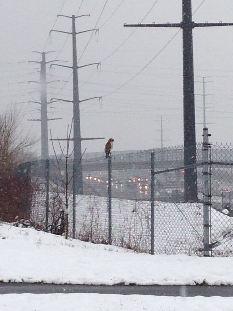 brown owl sitting on fence in snowy landscape