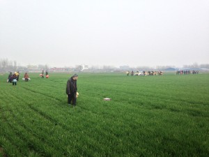 long trail of people making way through crop fields to visit grave site