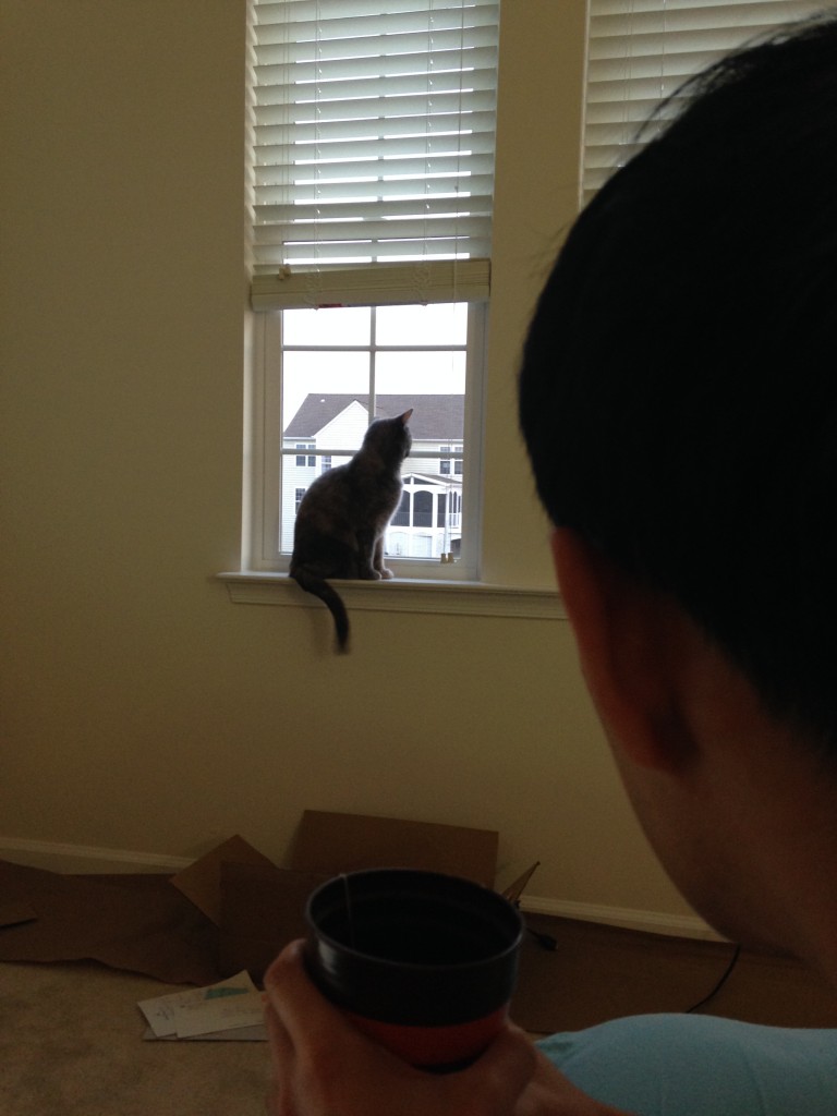 person watching cat looking out window