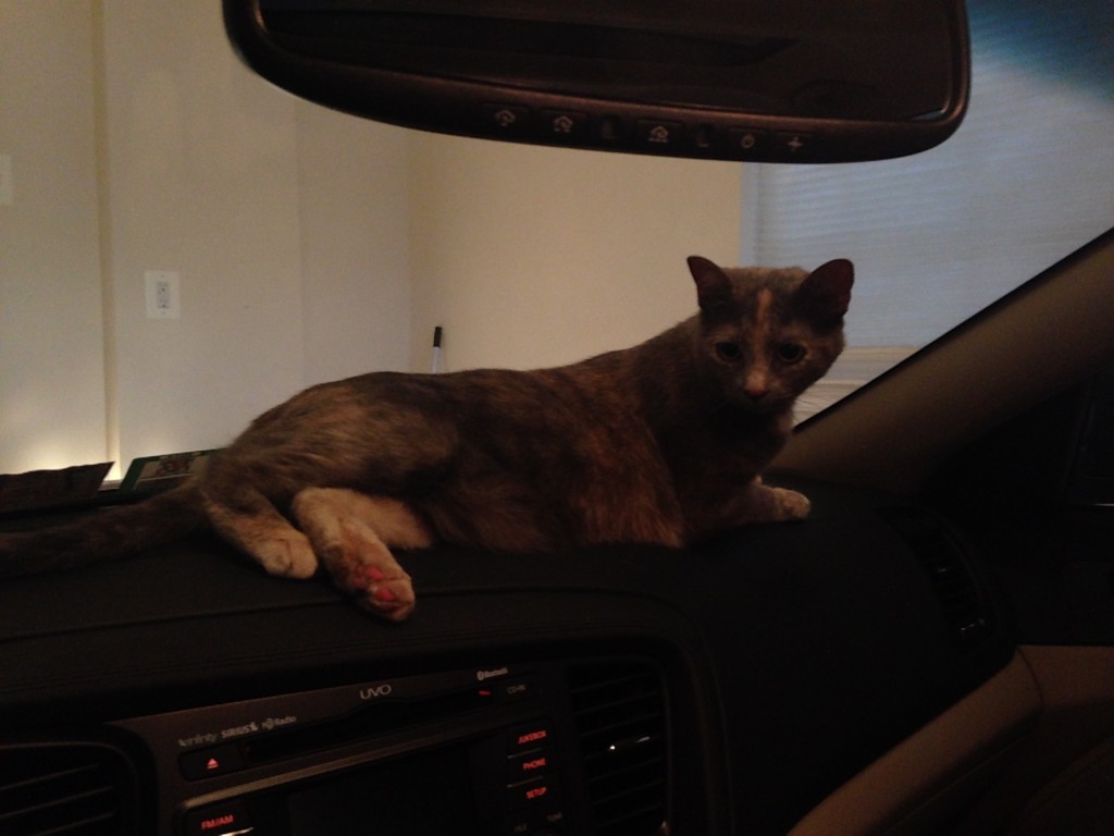 As soon as the car door opened, she perked up.