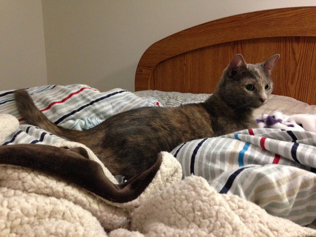 She briefly sat on the bed before deciding she liked it better underneath.