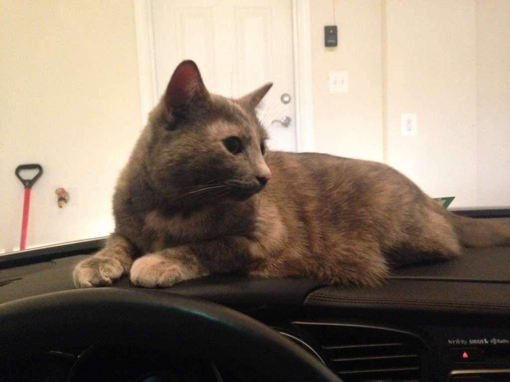 When we arrived at home, she took over the dash.