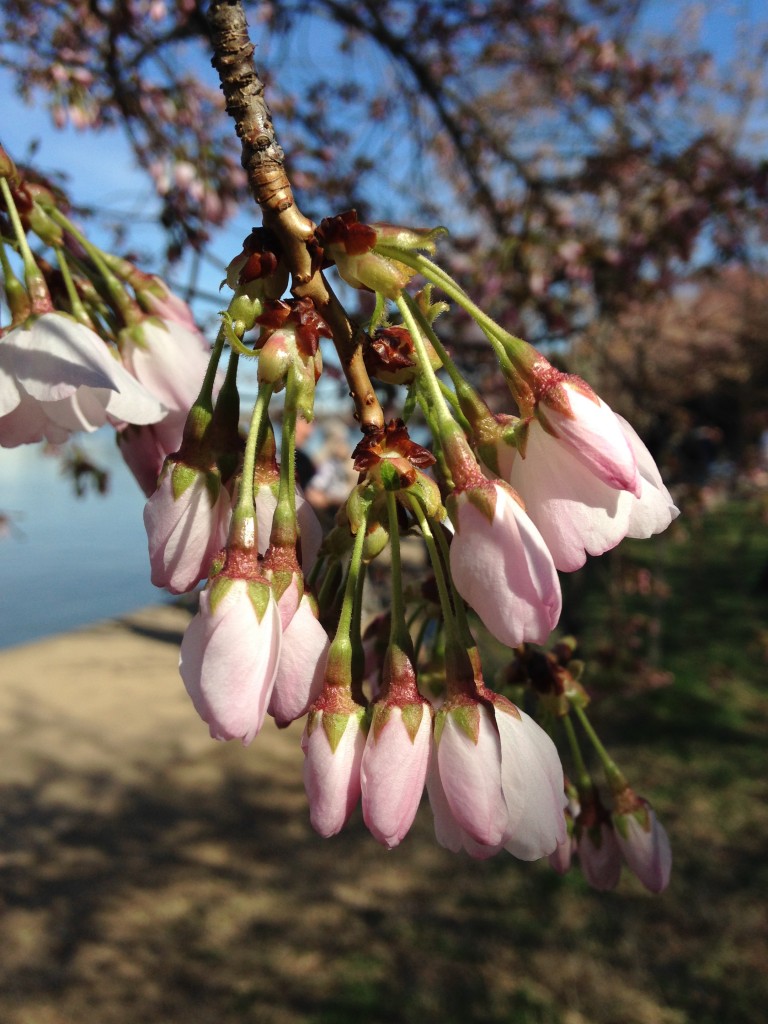 cherry blossom buds on tree