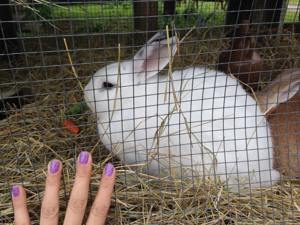 giant white rabbit in cage with brown one behind it