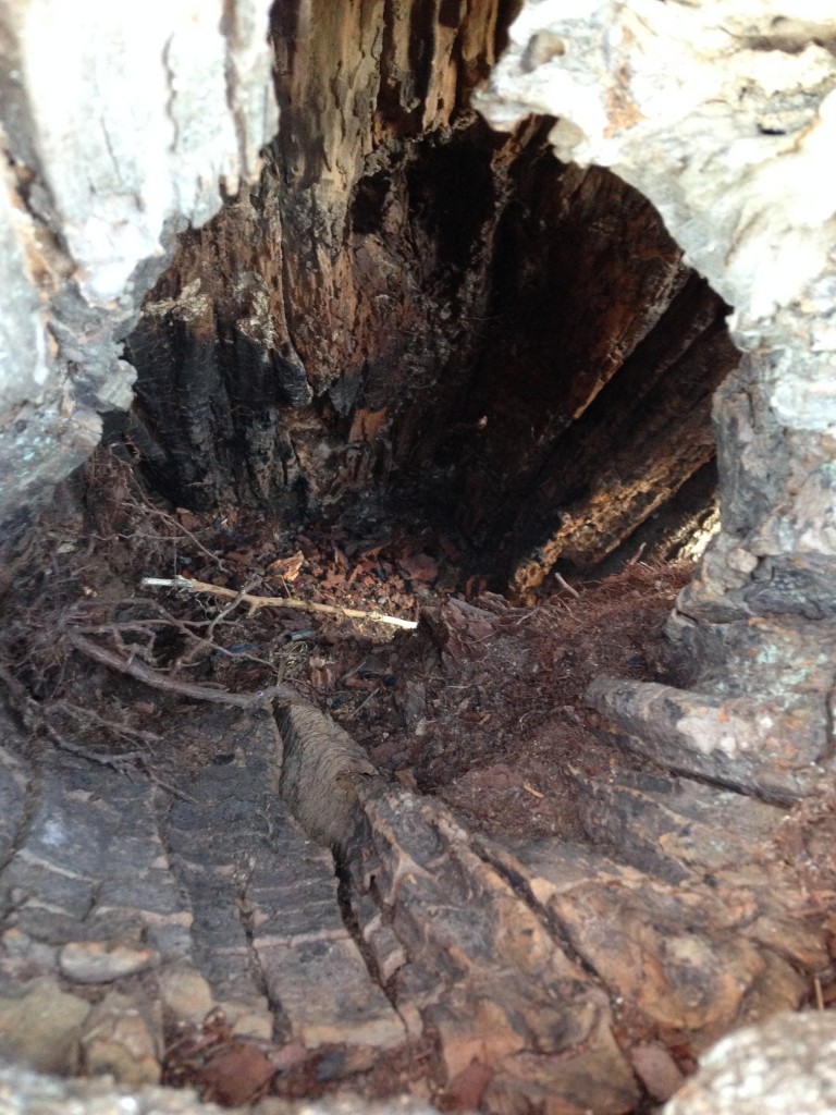 looking into interior of hollowed out tree trunk