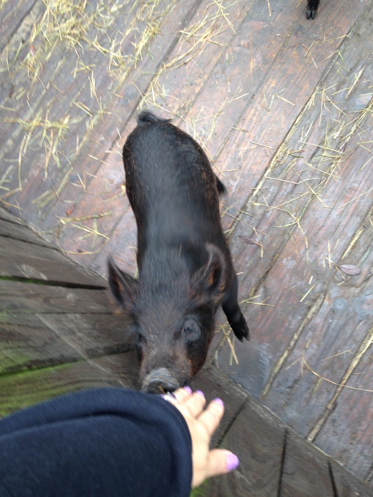 black piglet sniffing person's hand