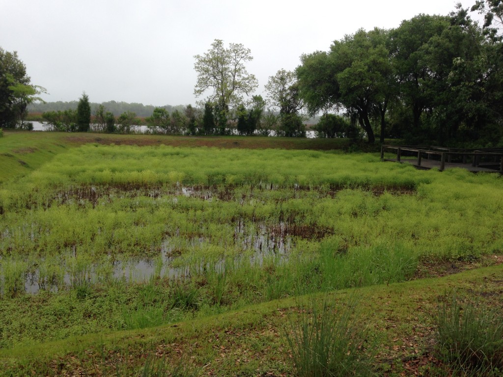 small section of green rice paddy at middleton place