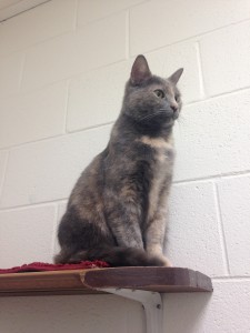 smokey the cat sitting on shelf in visitation room at shelter
