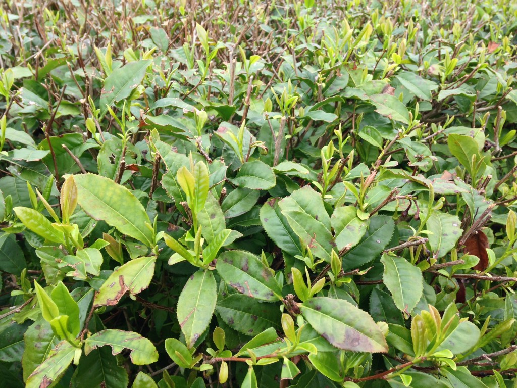 close-up of tea leaves of camellia sinensis bush