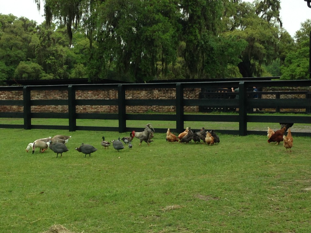 group of different fowl including chickens, roosters, and geese
